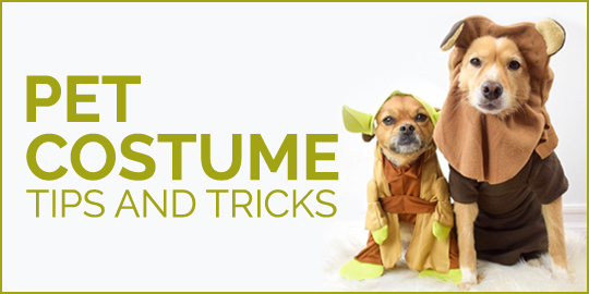 Pet Costume Tips