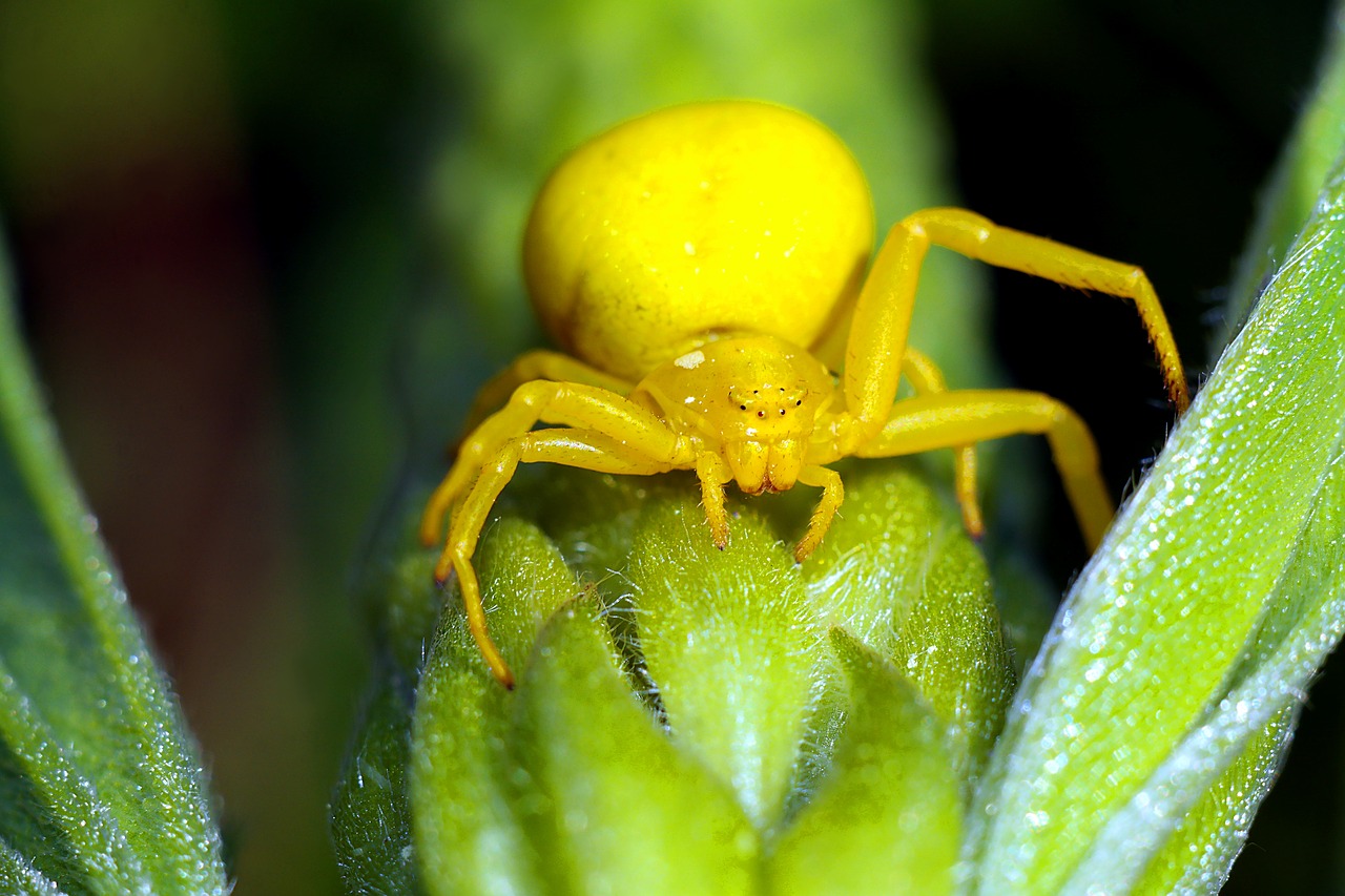 Spooky Yellow Spider