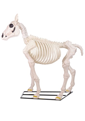 6FT Skeleton Horse Decoration | Scary Decorations