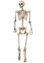 Lifesize Poseable Skeleton update
