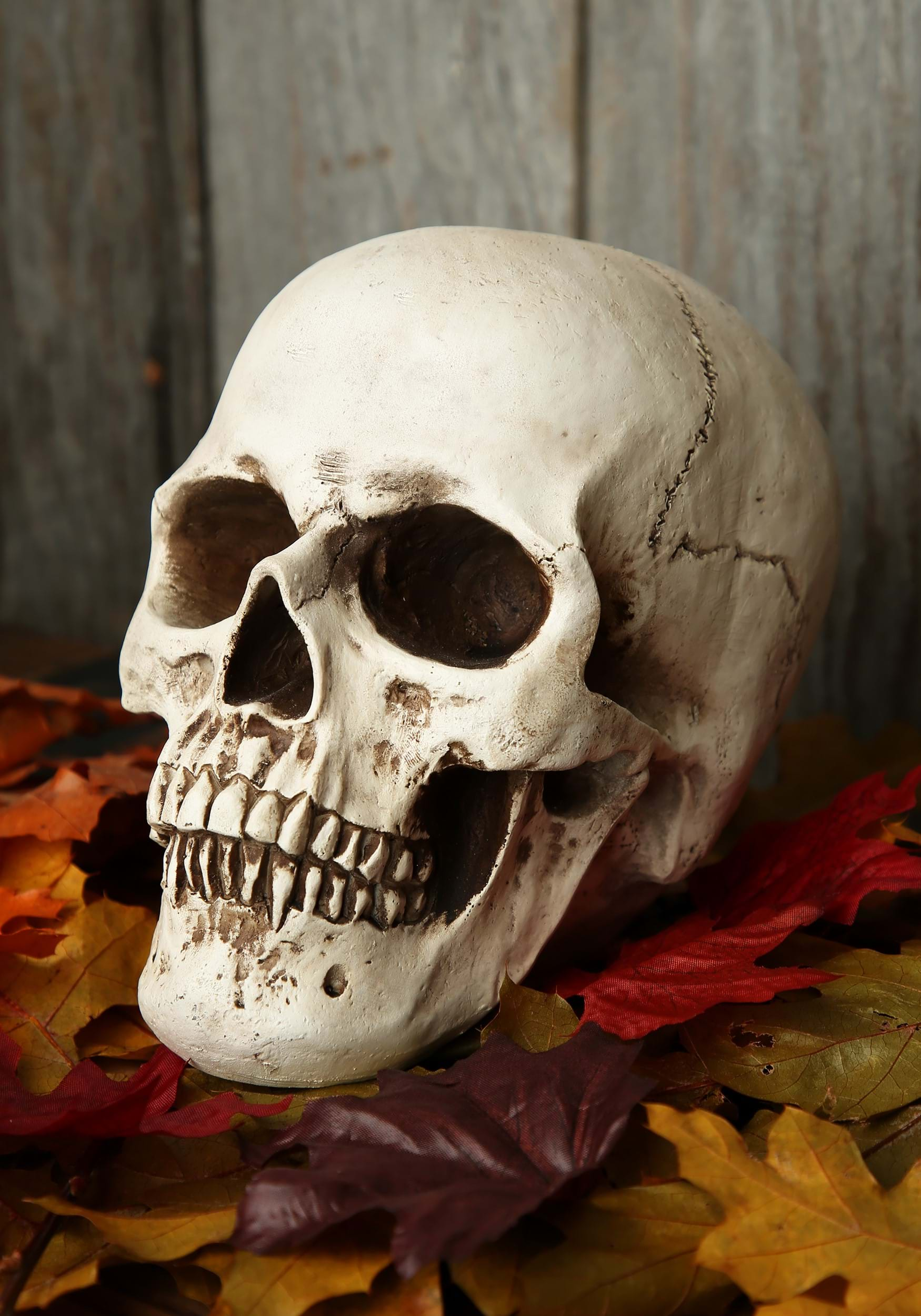 Deluxe Realistic Skull Prop Halloween Decoration