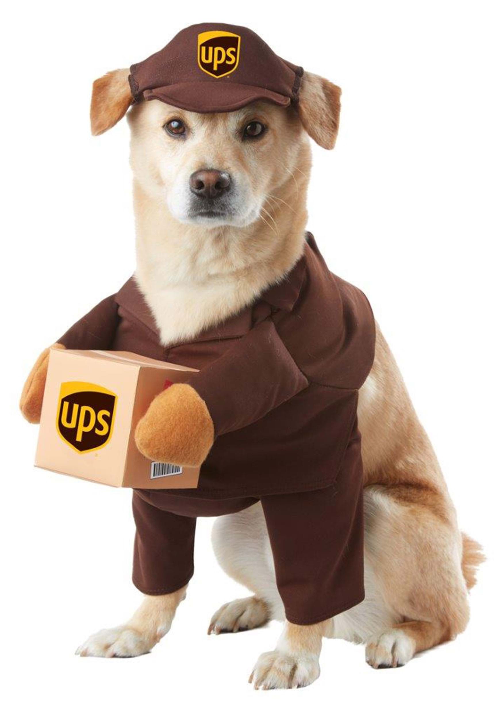 Dog Wearing Costume
