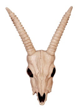 Gazelle Skull