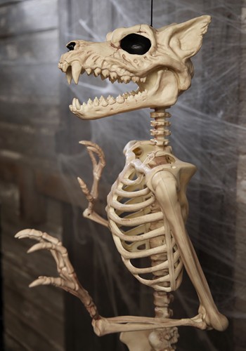 5.3FT Poseable Werewolf Skeleton Halloween Prop | Animal Skeletons