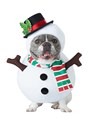 Dog Snowman Costume Update 1
