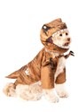 Pet Jurassic World 2 T-Rex Costume Update 1