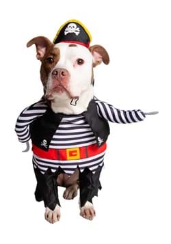 Pirate Costume for Pets