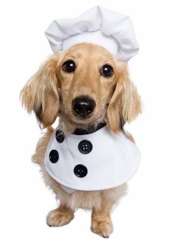 Chef Pet Costume Update