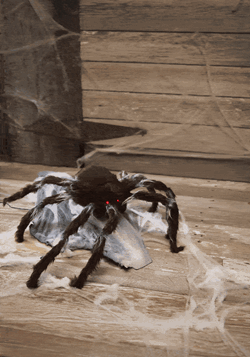 Animated Brown Jumping Spider Main UPD