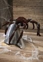 Animated Brown Jumping Spider Alt 1