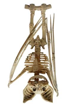 Upside Down Skeleton Bat