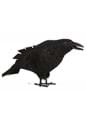 Standing Crow Squawking Alt 1