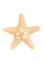 Mermaid Starfish Costume Hairclip