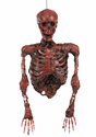 Hanging half skeleton w/red light