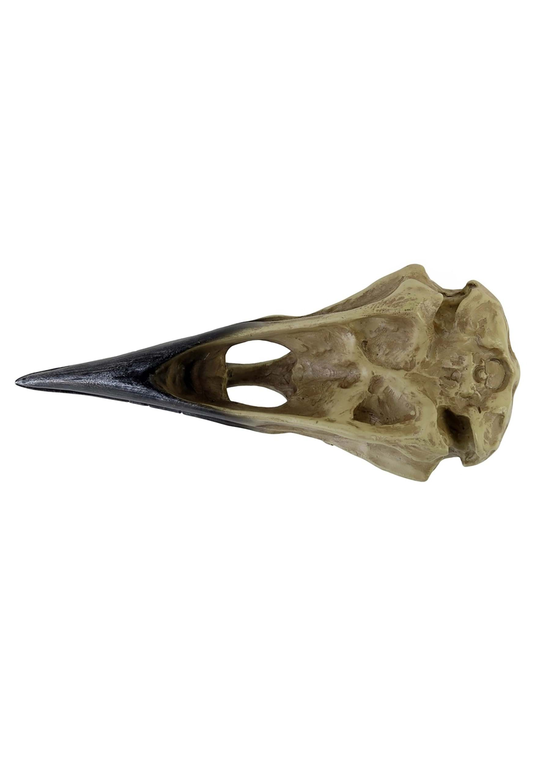 6-Inch Corvus Alchemica Skull Prop