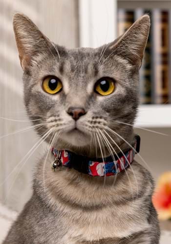 Lilo And Stitch Cat Collar Breakaway