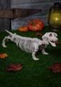 Weiner Dog Skeleton
