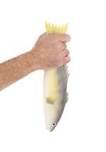 Trout Rubber Fish Prop Alt 1