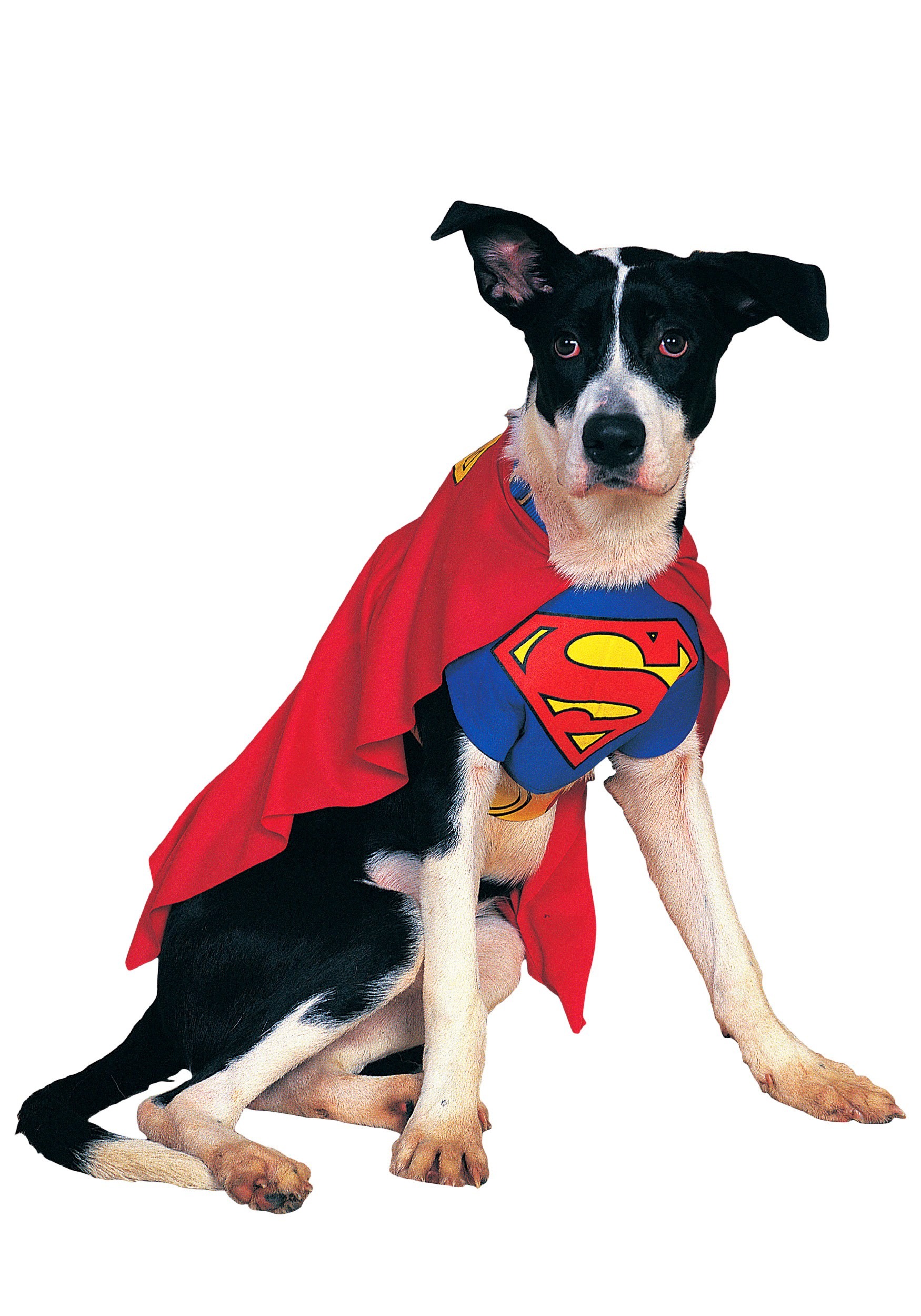 Disfraz de Halloween de Superman Dog Multicolor Colombia