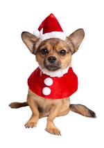 Pet Santa Costume Alt 2
