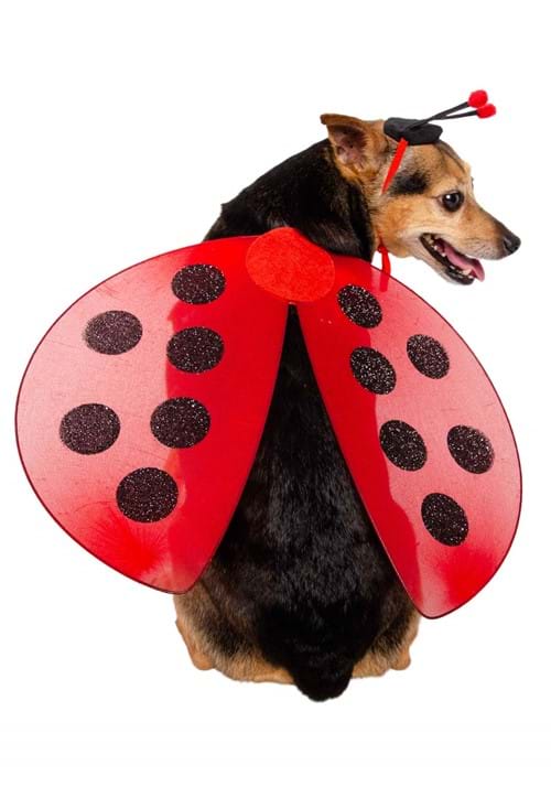 Pet Ladybug Costume