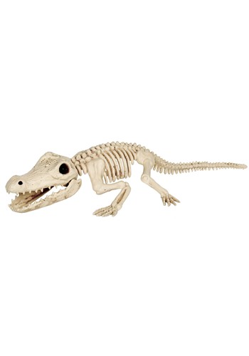 31-Inch Crocodile Skeleton Prop Decoration | Animal Skeletons