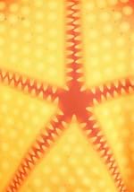 Adult Starfish Costume Alt 2