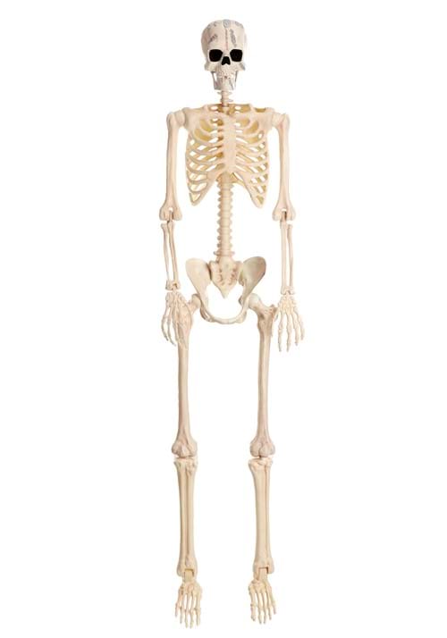 Poseable Frankenstein Skeleton Decoration