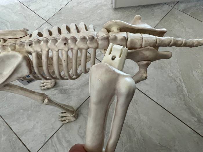 Crazy Bonez Digger The Skeleton Dog