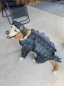 Stegosaurus Dog Costume