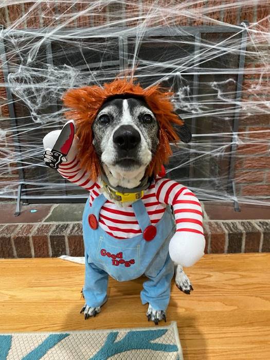 Deadly Killer Dog Costume - Scariest Halloween Dog Costumes – they