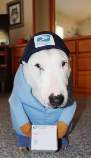 US Mail Carrier Pup Costume – USPS Mail Man Dog Outfit By California Costumes