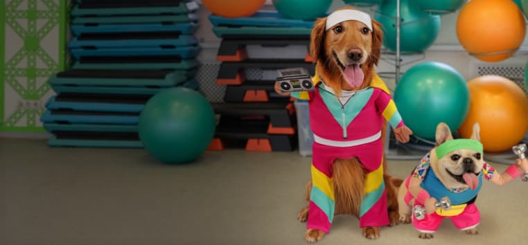 Funny dog costumes